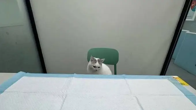 猫咪就医“百态图鉴”:大摇大摆坐医生对面,躲文件夹自欺欺人