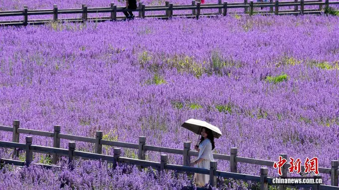 7月29日四川松潘紫色薰衣草进入最佳观赏期 百亩花田绽放成高原绝美景致