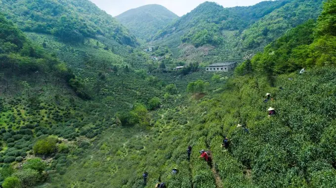 诸暨核心产茶区 龙门顶的地理与茶韵密码