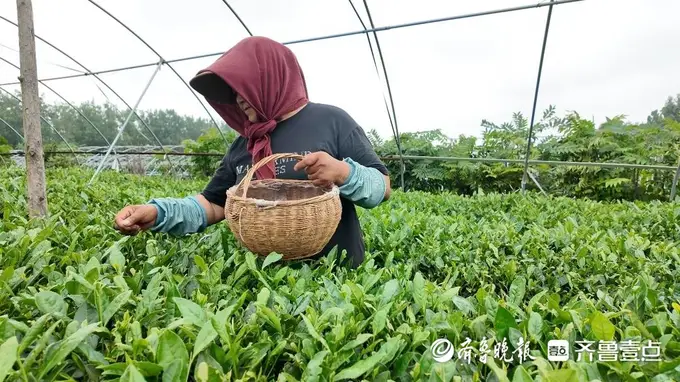 茶人匠心|瞰海茶业张宇:小而美茶园守初心 专而精茶香溢山海