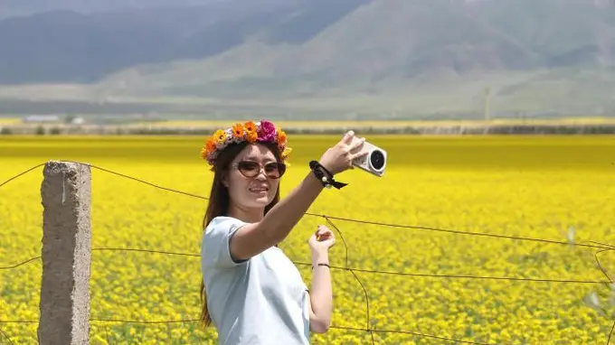 青海门源油菜花盛开美如画