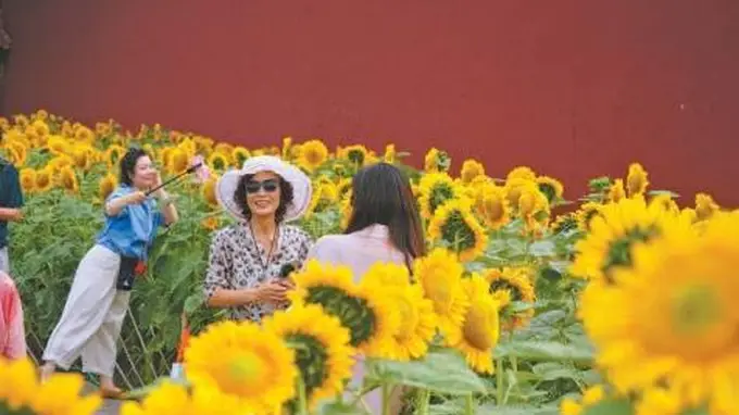 景山公园向日葵花海盛放 2万株打造中轴夏日景致