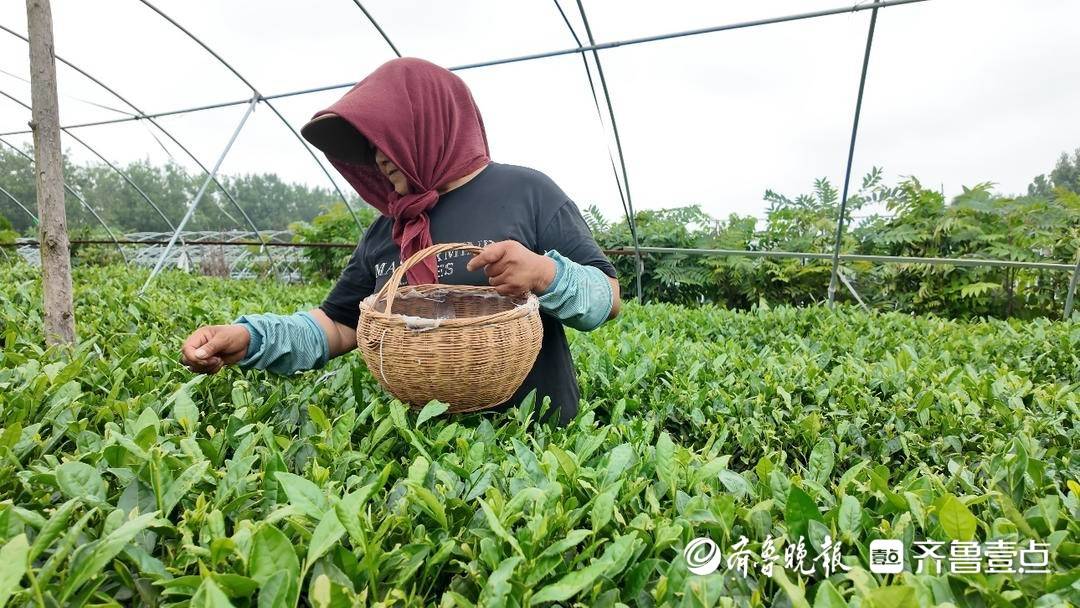 茶人匠心｜瞰海茶业张宇：小而美茶园守初心 专而精茶香溢山海