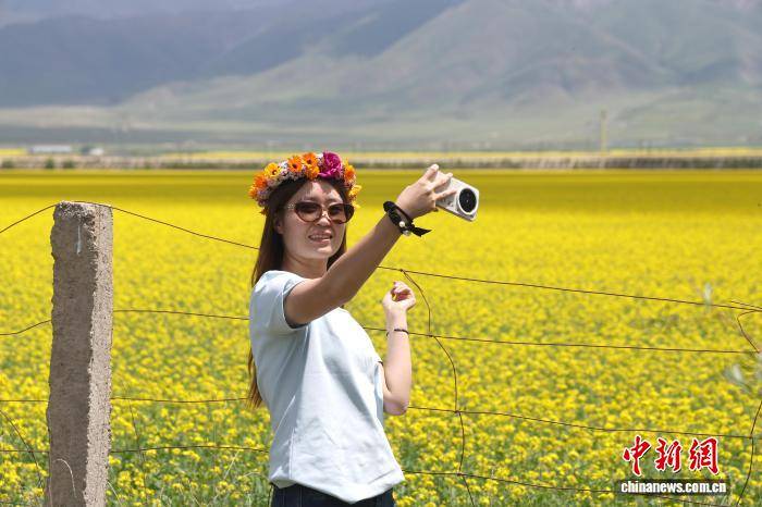 青海门源油菜花盛开美如画