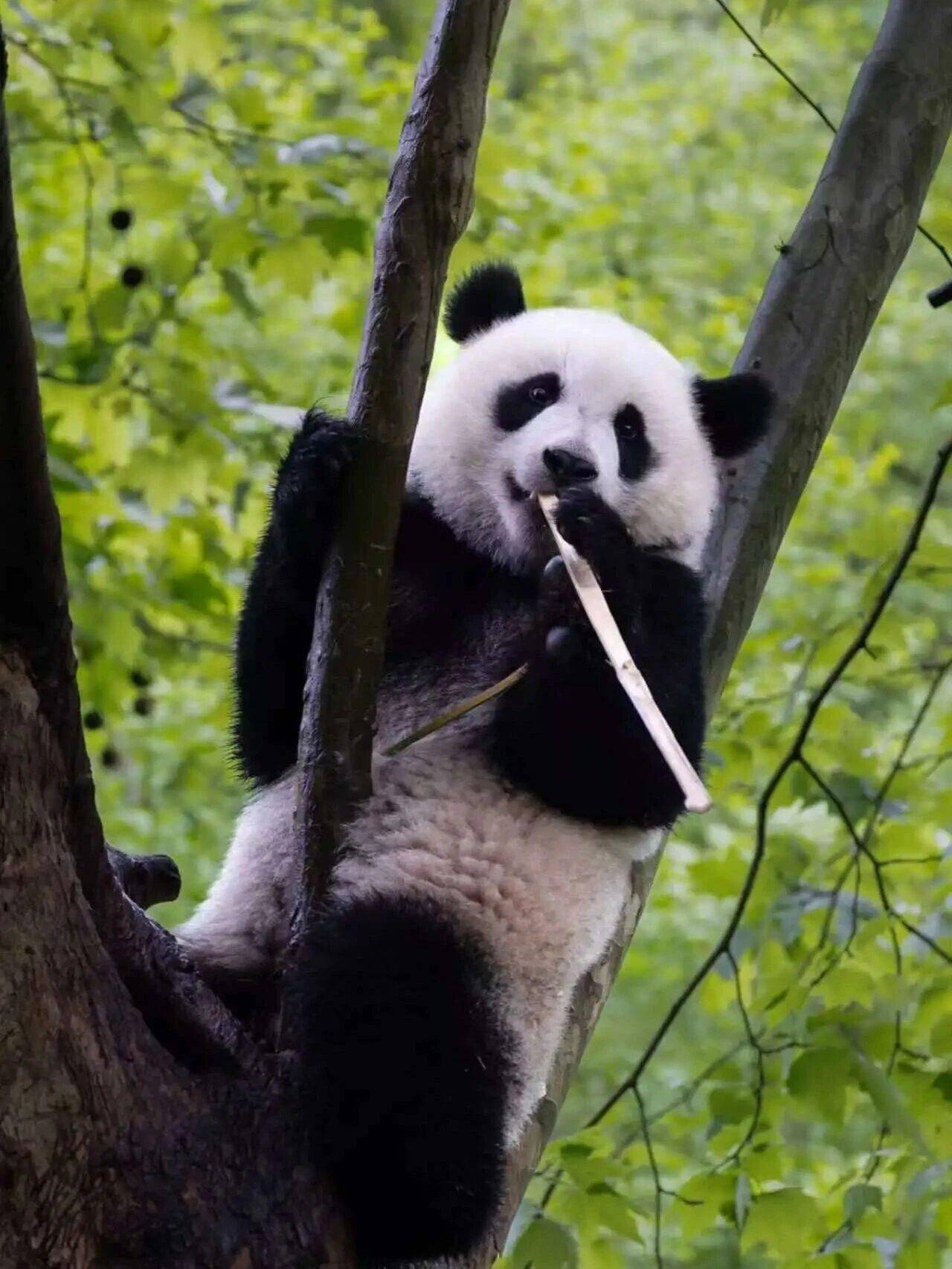 暑期遇“滚滚”，在都江堰赴一场熊猫之约