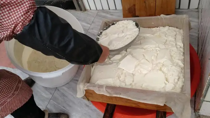 超市豆腐没小时候香：种子变了还是味蕾变了？