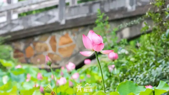 2024青山夏日赏荷季 7座公园联动逛赏正当时