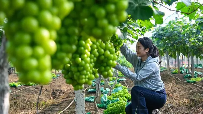 广西南宁:“阳光玫瑰”葡萄迎丰收 “阳光产业”促民增收致富