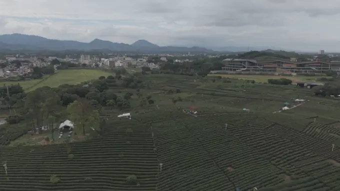 笃志向善突击队赴柏塘万亩茶园 沉浸式体验乡土茶韵