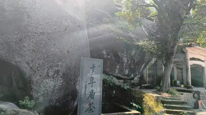 探秘温州化成洞千年唐茶，续写我与茶花的旷世情缘