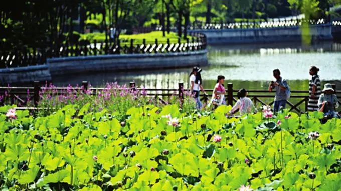 七月二十二日省城迎泽公园夏荷盛放清池 游客驻足品味满溢夏日韵味