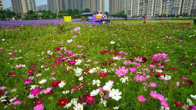 通州永顺紫蝶花境 解锁夏日近郊休闲新地标