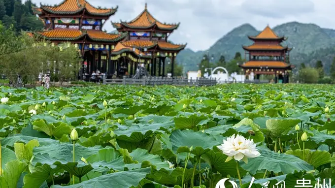贵州安龙2026“加油之旅·荷您同行”文旅活动启动 荷风伴歌舞聚同心