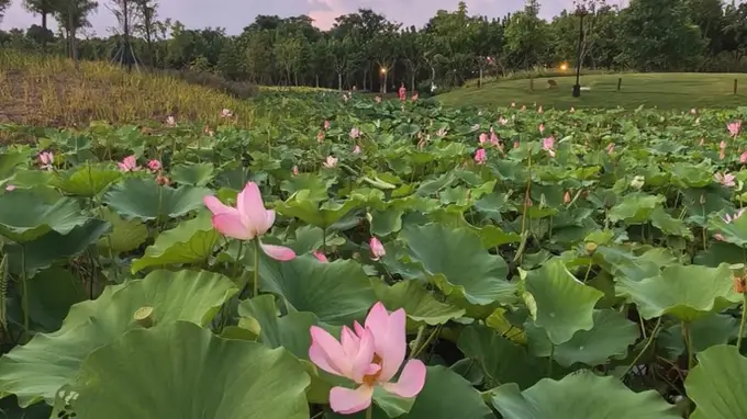 暑期“慢充旅行”正流行 多类型目的地及特色玩法受追捧