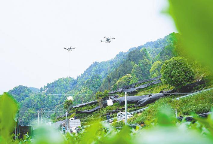 恩施抹茶如何在夹击中破局
