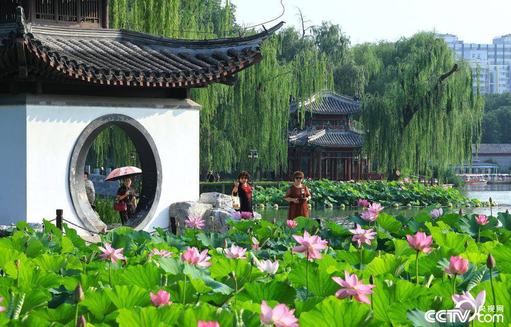 北京陶然亭公园荷花盛开：一夏清凉入画来