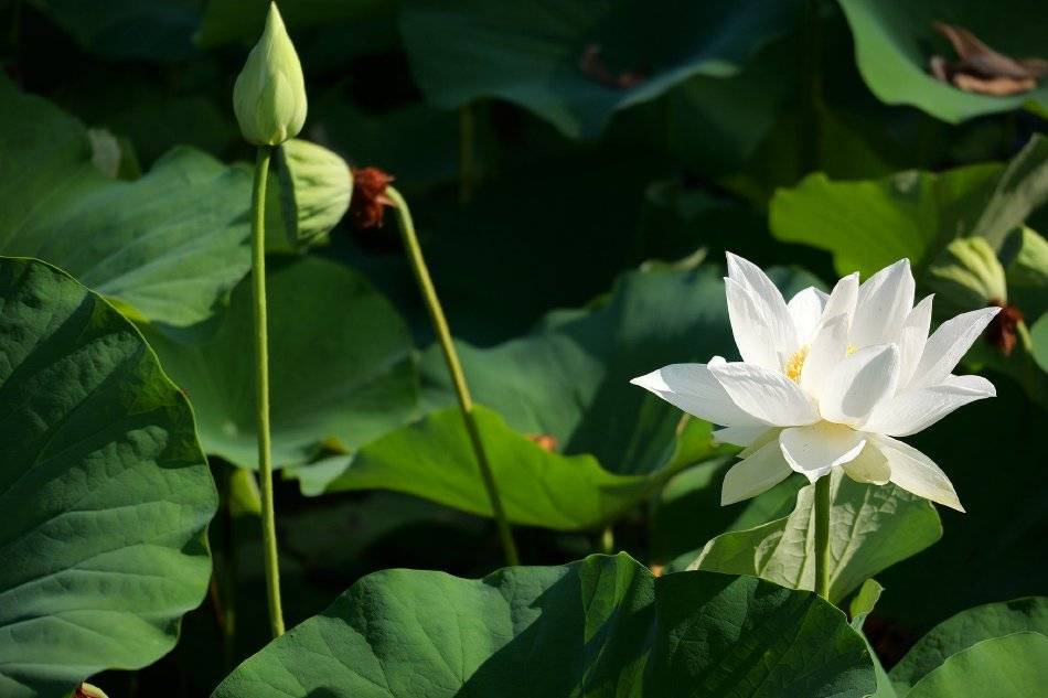 西安兴庆宫公园荷花进入最佳观赏期：夏风拂唐园