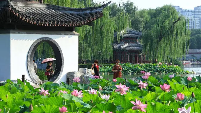 北京陶然亭公园荷花盛开：一夏清凉入画来