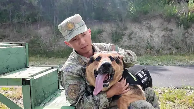 军犬跳早失误，训导员既委屈又心疼