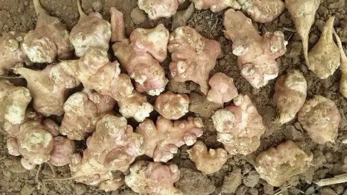 洋姜自然生长清甜入味 餐桌烟火里的朴素滋味