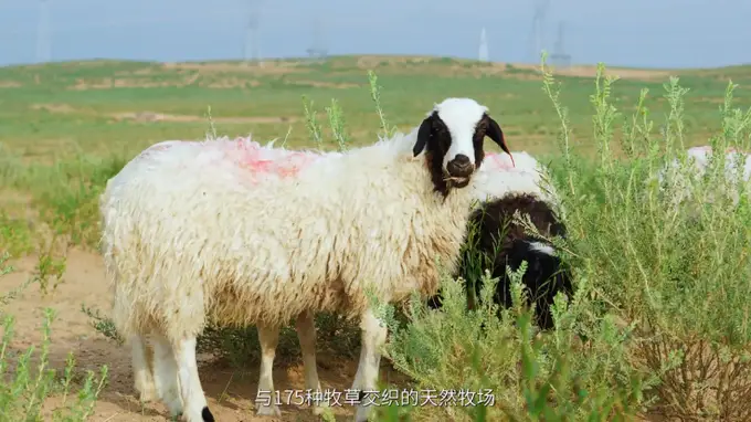 宁夏滩羊凭啥成羊肉顶流 这份百年餐桌规矩藏着出圈密码