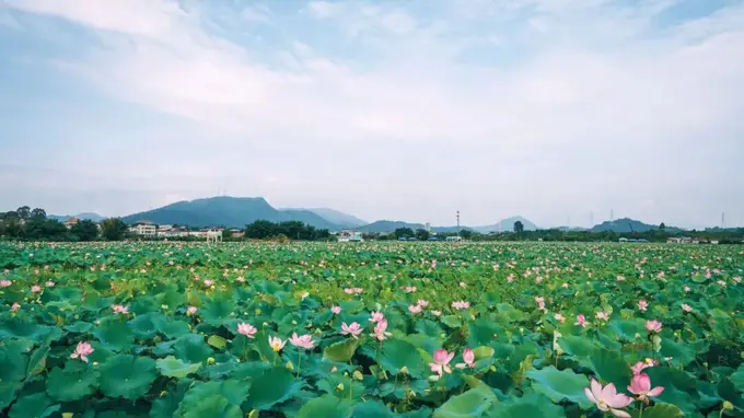 这个夏天,“荷”你相约!