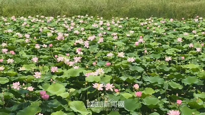 哈尔滨赏荷全攻略:最美时段与最佳点位都在这