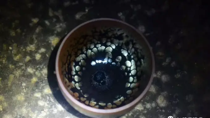 茶里藏着大好处 喝茶促你焕新进阶
