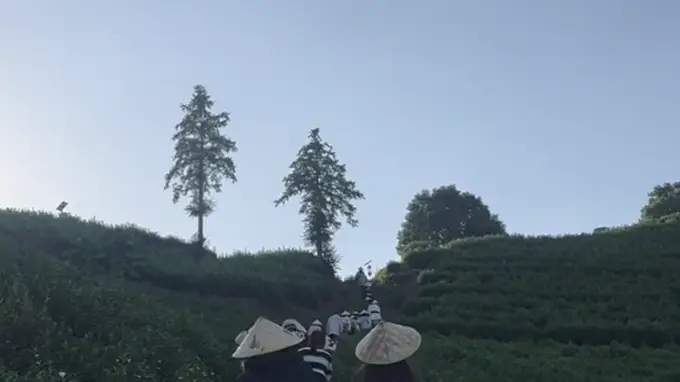 新茶道降临系列2:抹茶狂飙全球七成产量 为何国内碾茶抹茶赚不到主利润?