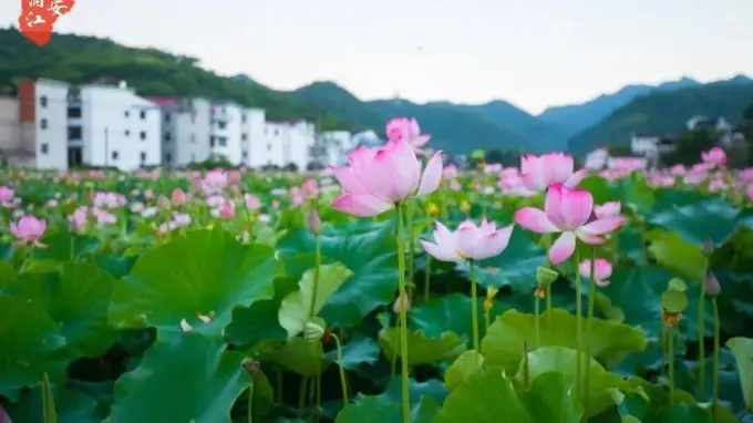 早安浦江｜半夏荷绽，嵩溪寻幽