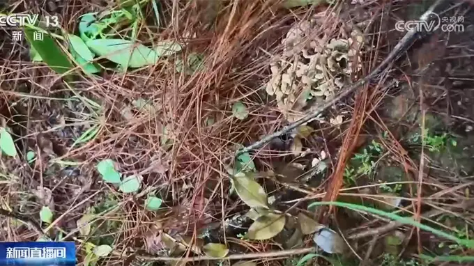西昌火把狂欢持续至8月中旬 易门菌子盲盒体验正当时