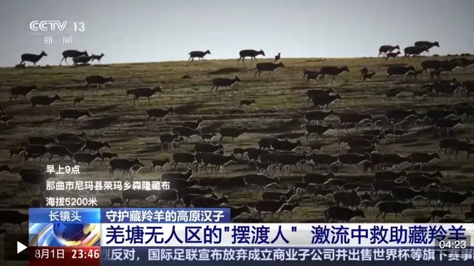 高原汉子变藏羚羊“奶爸” 守护生命禁区迁徙季的156只生灵