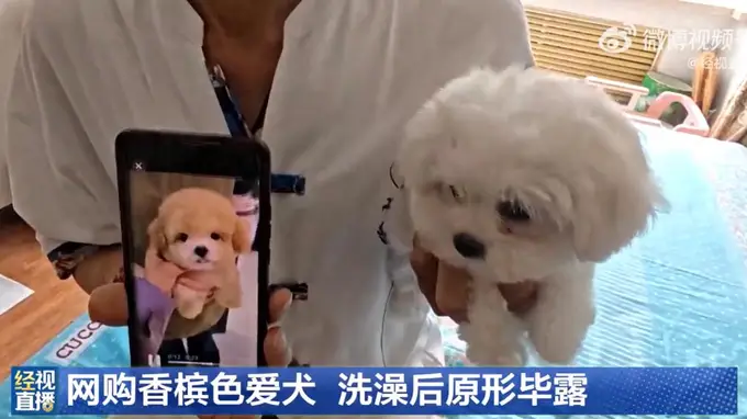 香槟色小狗洗澡变纯白 花1400元网购的哈尔滨男子遭遇商家失联骗局
