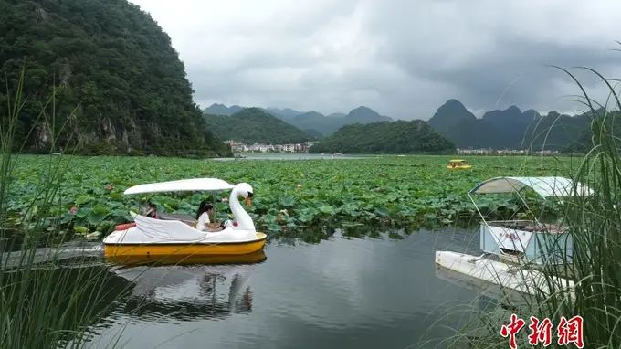 普者黑暑期旅游热力拉满 喀斯特山水吸引八方游客赴滇东打卡