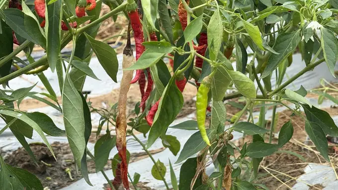 双流牧马山二荆条：从皇家贡品到川菜灵魂 串起千万级特色产业