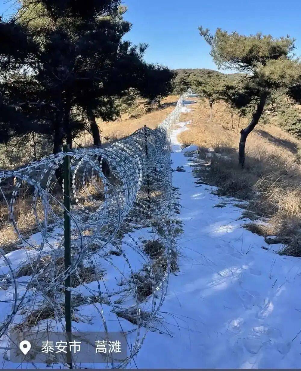 泰山外围建135公里滚筒式刀片刺绳隔离铁丝网，景区回应批评