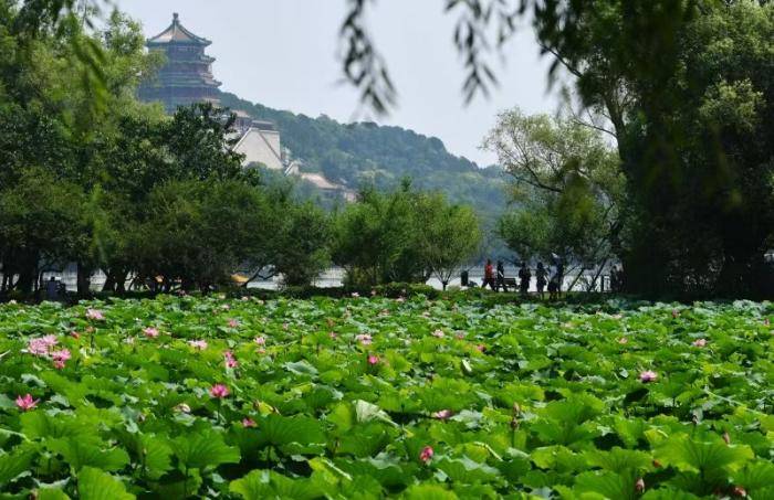 看北京｜颐和园荷花文化节启幕，近25万平方米荷花静候游人