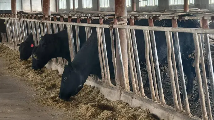 齐齐哈尔牛肉为啥香嫩?核心秘密藏在这两点里