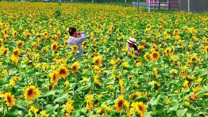 是山河盛放的夏天|盛夏赴一场向日葵之约