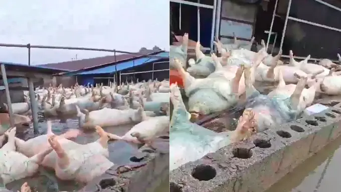 广西宾阳一养猪场被淹，大量死猪漂浮水面，当地回应：情况属实，死亡生猪约有几千头，正在组织力量进行处置