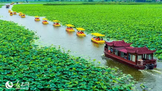 “荷”你有约 第五届周口荷花节暨文旅消费季启幕