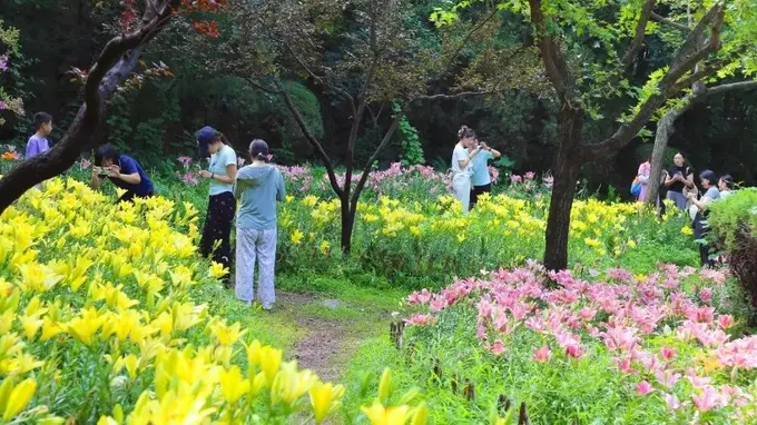 济南红叶谷景区30万余株百合花次第绽放