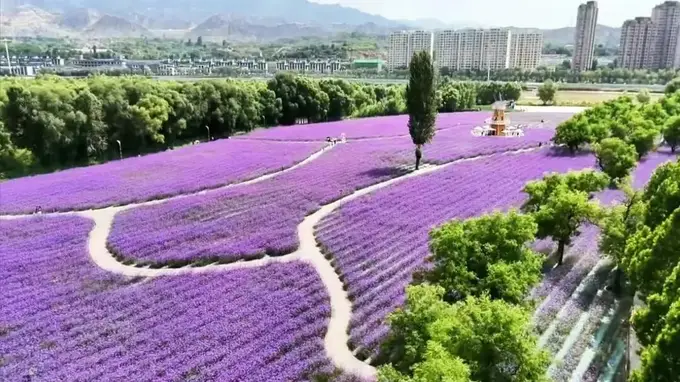 黄河花堤:四季皆景的小众赏花秘境
