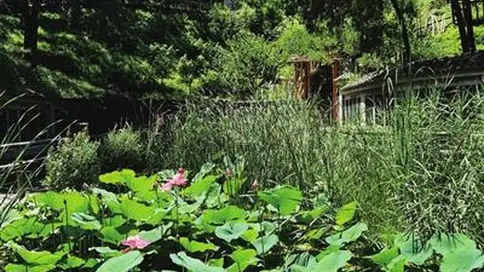 夏日清凉地：百望山森林公园纳凉正当时