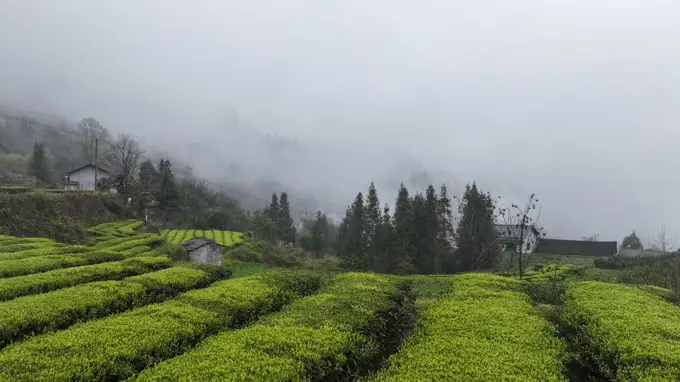 桑植白茶 醇香一盏 铸就乡邻致富路