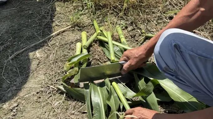 萧山曙光村“甜打粟”甘蔗走俏 网友专程寻味助力农户增收