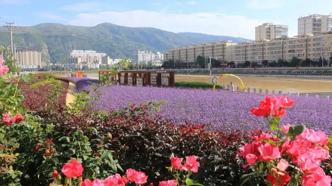 岷县：迭藏河畔花盛开