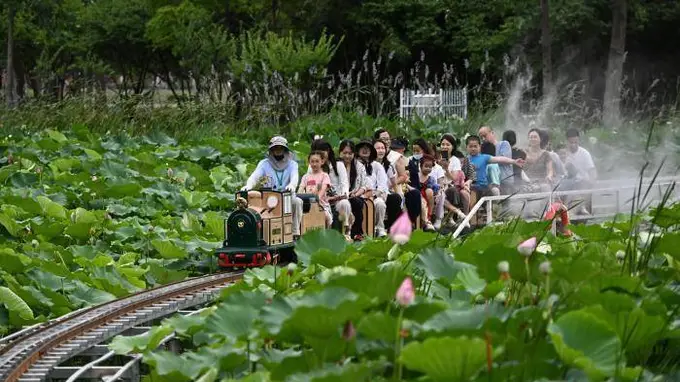 小火车穿行荷塘间 安徽城市公园解锁夏日浪漫
