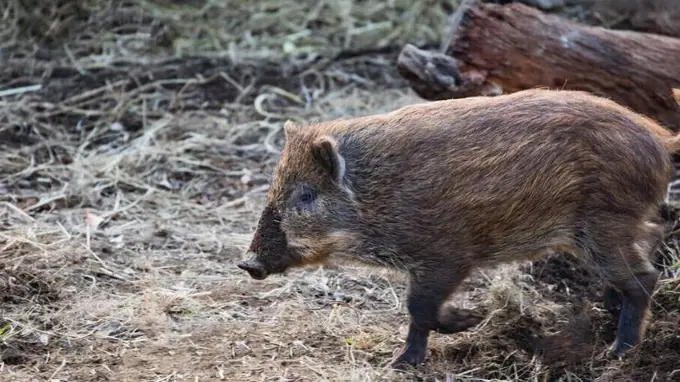 夏威夷野猪泛滥：40万头“超级混血儿”称霸度假圣地