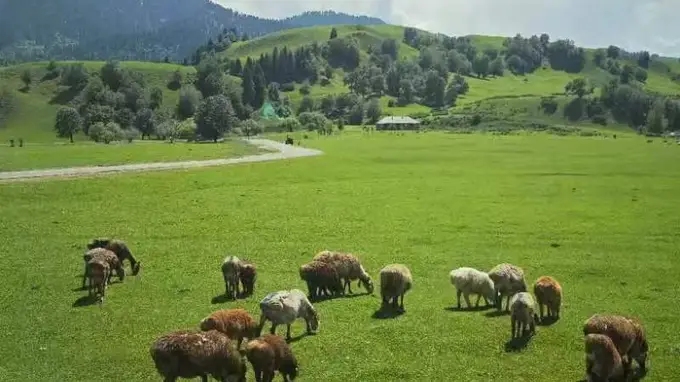 六月北疆旅行指南 阿勒泰本地导游手把手带你安排行程住宿美食